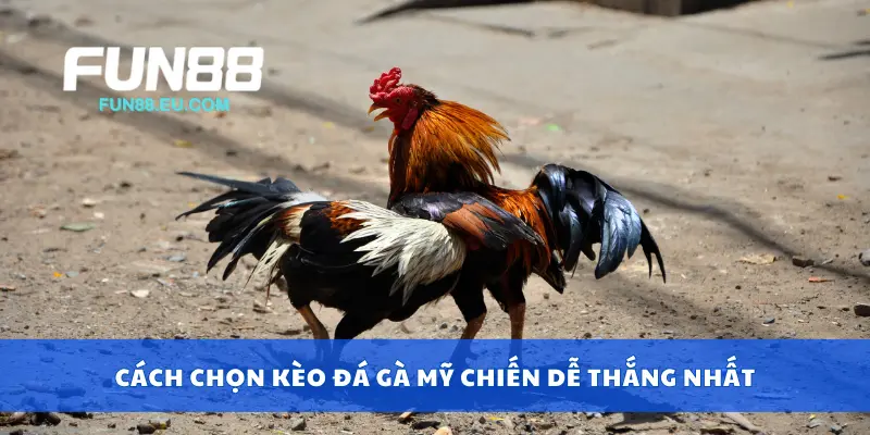 Cách chọn kèo đá gà Mỹ chiến dễ thắng nhất