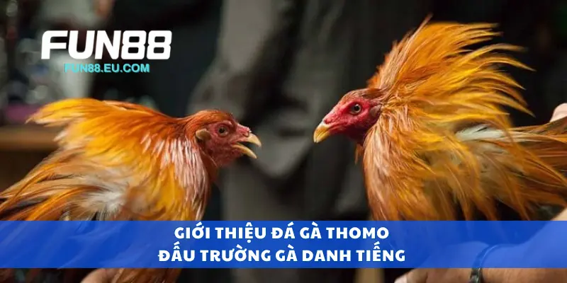 Giới thiệu đá gà Thomo đấu trường gà danh tiếng