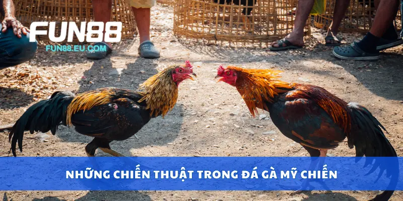 Những chiến thuật trong đá gà Mỹ chiến